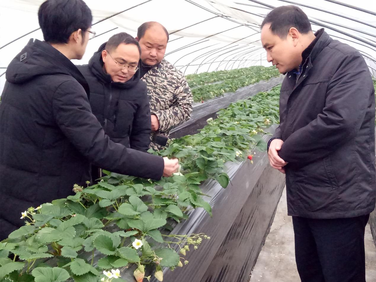 我校省草莓体系团队赴三河农场核心基地考察调研